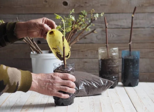 Подготовка черенков к прививке Подготовка черенков к прививке