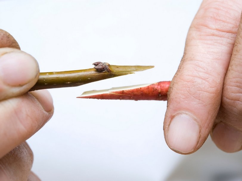 Какими методами прививки можно воспользоваться зимой? Какими методами прививки можно воспользоваться зимой?