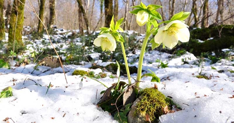 Весна – это прекрасное время, чтобы начать работать в саду, на огороде и в цветнике.