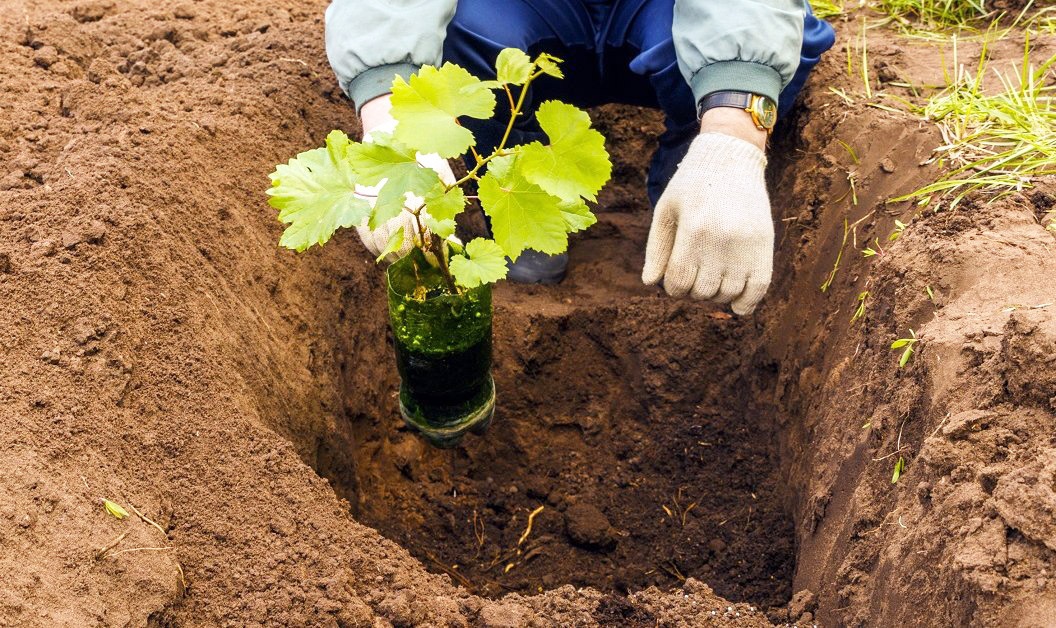 Посадка винограда весной