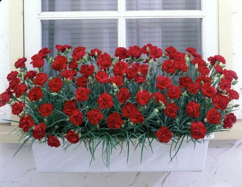 Гвоздика Шабо