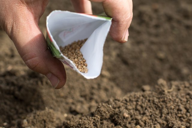 Овощные культуры