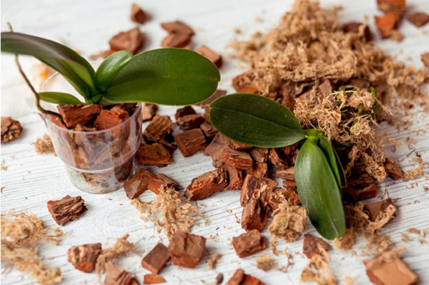 Выбор соответствующего субстрата для орхидей – это один из важнейших аспектов их успешного выращивания.