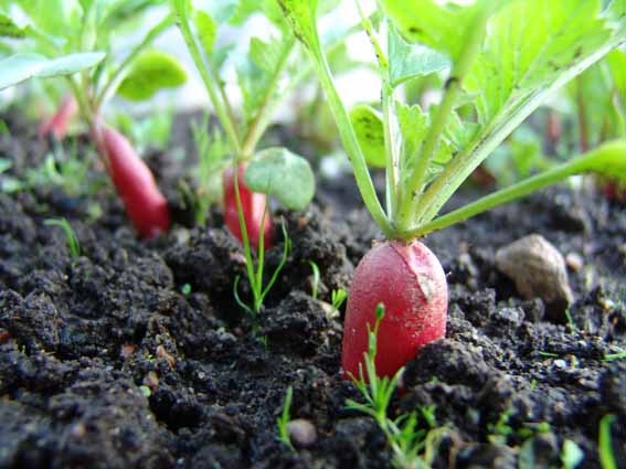 Выращивание редиса на освобожденных участках