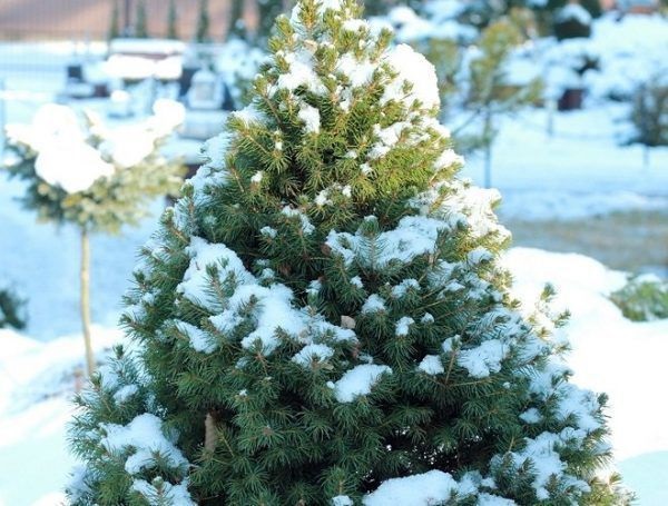 Щоб під вагою снігу не зламались гілки у хвойних, їх потрібно підвʼязати.