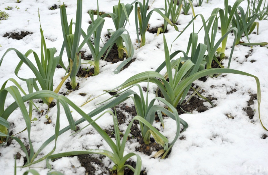 Чеснок в зимнее время