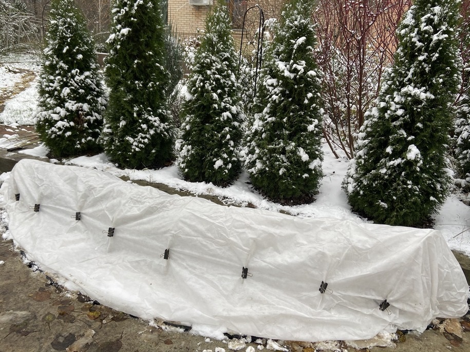 Укрытие растений зимой