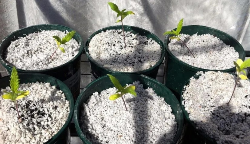 Основні методи використання агроперліту