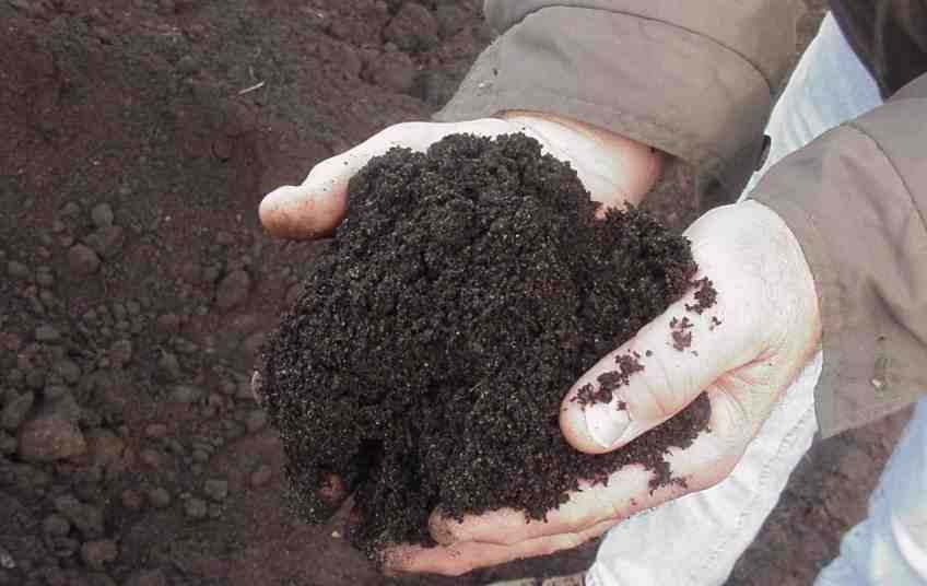 Что такое биогумус