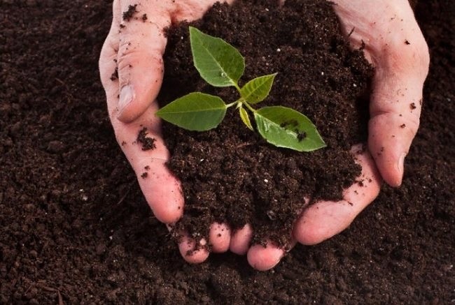 Сухой биогумус