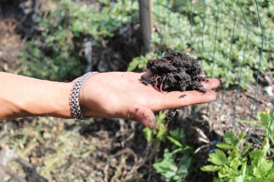 Как изготовляют биогумус