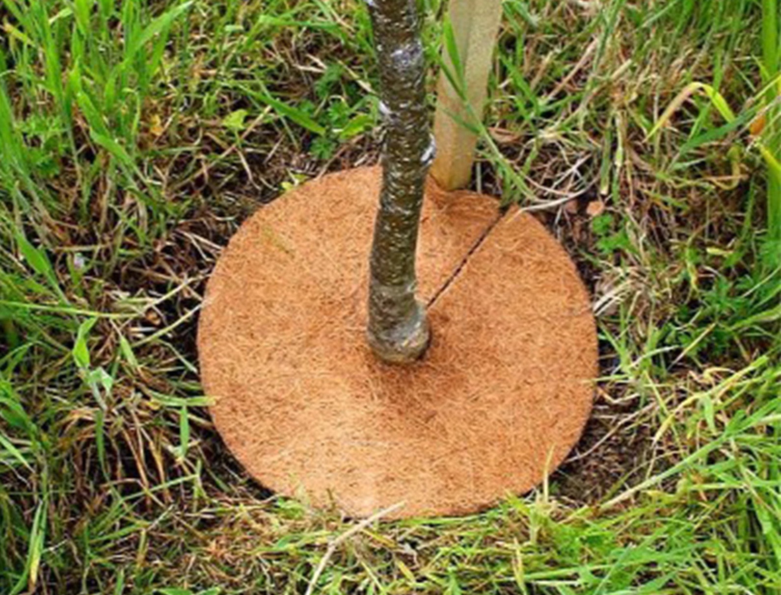 Использование кокосовых дисков