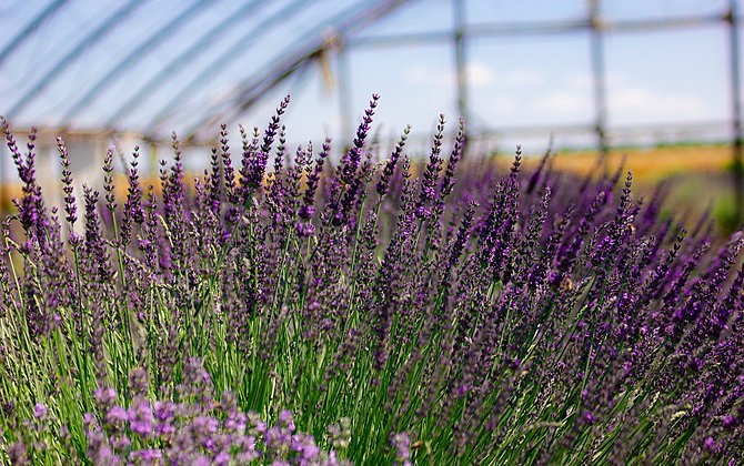 Лаванда