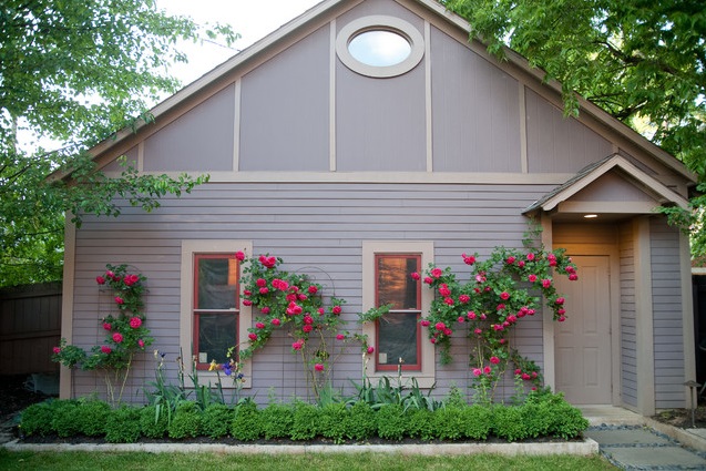 Правильная укладка ветвей плетистой розы