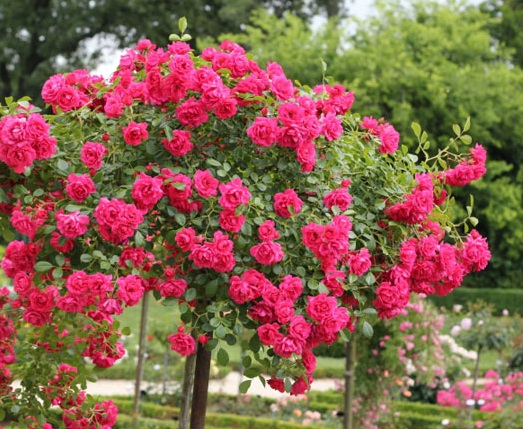 Плетистые розы