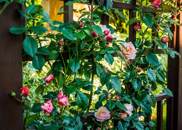 Поднимать розу нужно плавно и постепенно