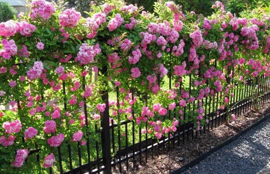 Как правильно сажать плетистые розы?