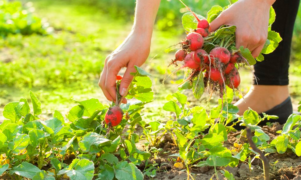 Освещение играет немаловажную роль в росте и развитии зелени.