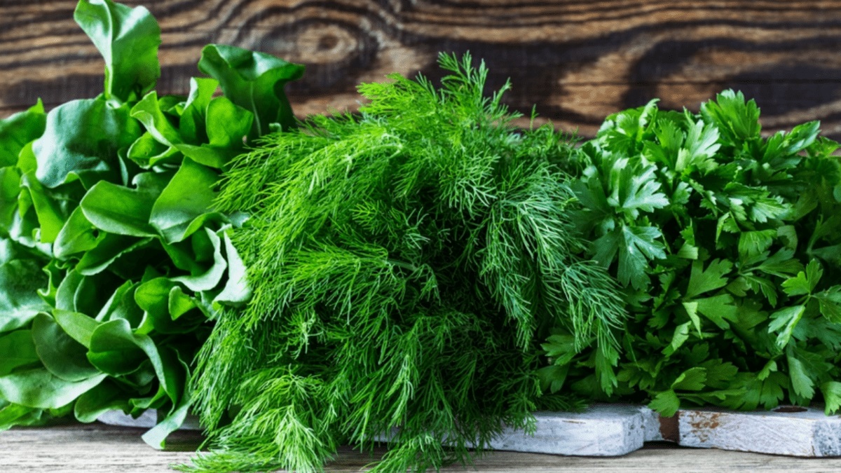 Топ-7 быстрорастущей зелени для вашего сада или подоконника