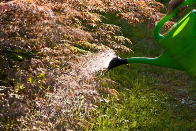 Полив деревьев перед зимой