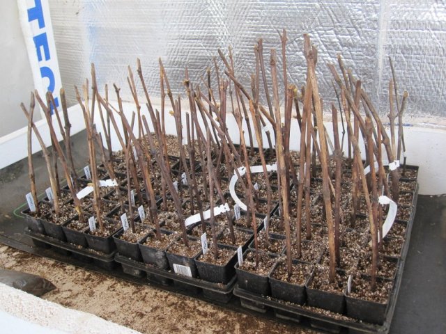 Заготовка черенков