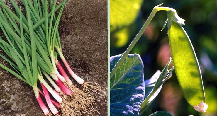 Лук и горох Лук и горох