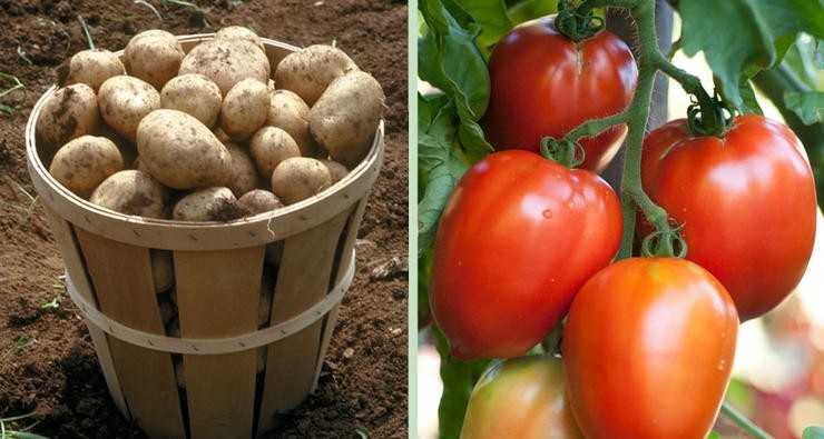 Картофель и помидоры Картофель и помидоры