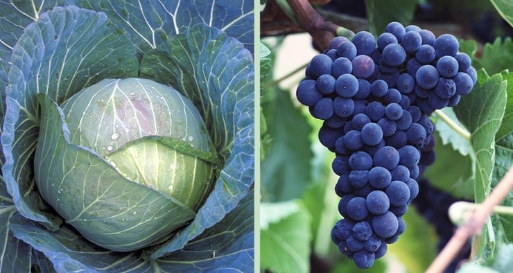 Капуста и виноград Капуста и виноград