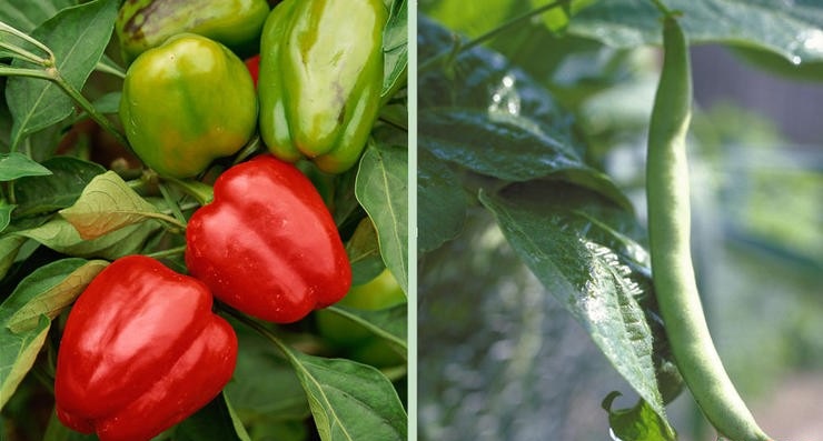 Сладкий перец и бобовые Сладкий перец и бобовые