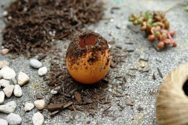 Подготовка яичной скорлупы