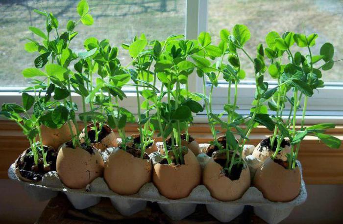 Выращивание рассады в скорлупе