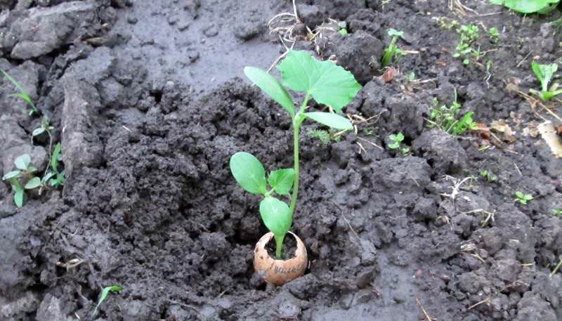 Погружение рассады в скорлупе в почву