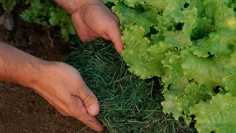 Сорняк и скошенная трава - как генератор тепла Сорняк и скошенная трава - как генератор тепла