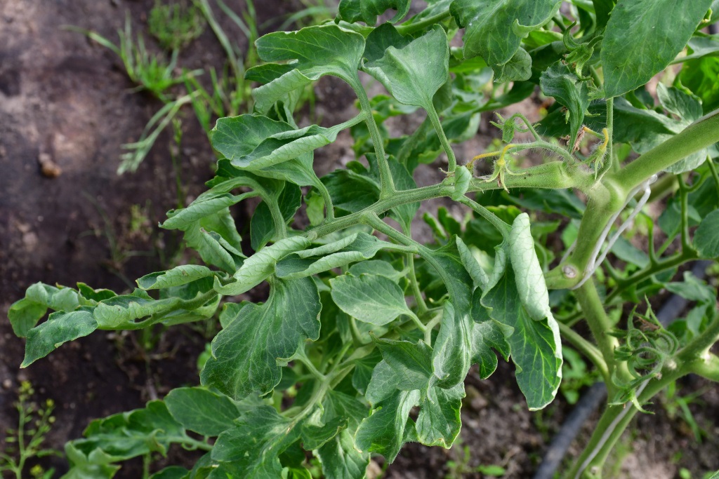 Причин скручивания листьев у рассады помидоров достаточно много.