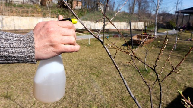Весенняя защита сливы от вредителей