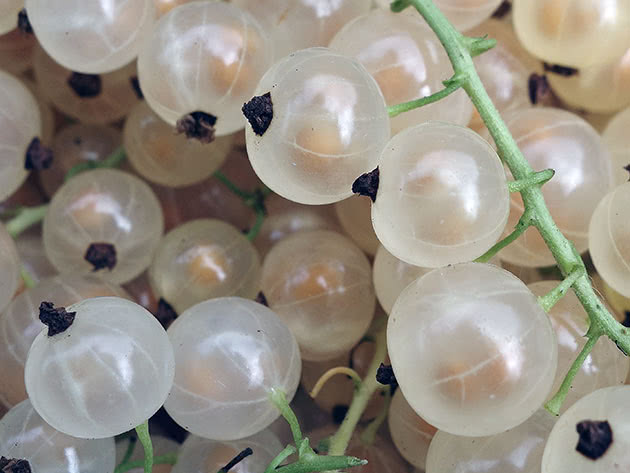 Полное руководство по выращиванию белой смородины