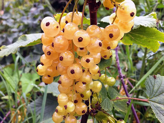 Выращивание белой смородины. Выбираем качественные саженцы смородины в питомнике