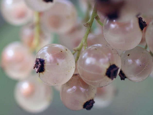 Как правильно выращивать белую смородину на участке