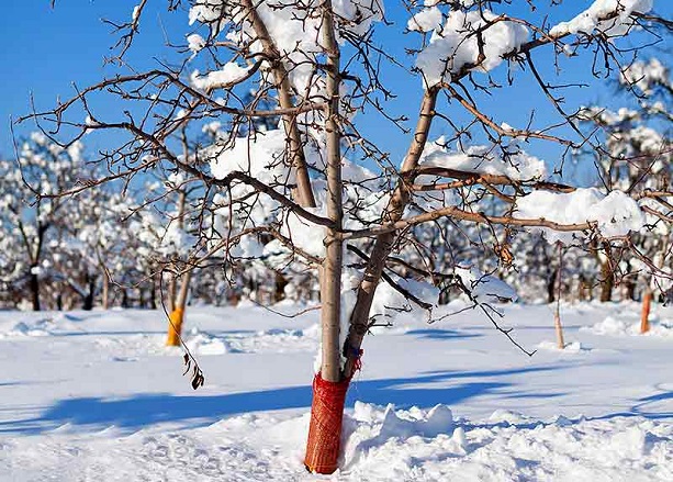Снег вокруг деревьев следует оставлять рыхлым и естественным. Снег вокруг деревьев следует оставлять рыхлым и естественным.