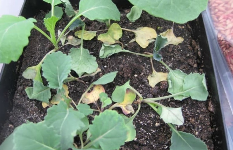 Пожелтение листьев рассады капусты часто является сигналом о проблемах с почвой. Пожелтение листьев рассады капусты часто является сигналом о проблемах с почвой.
