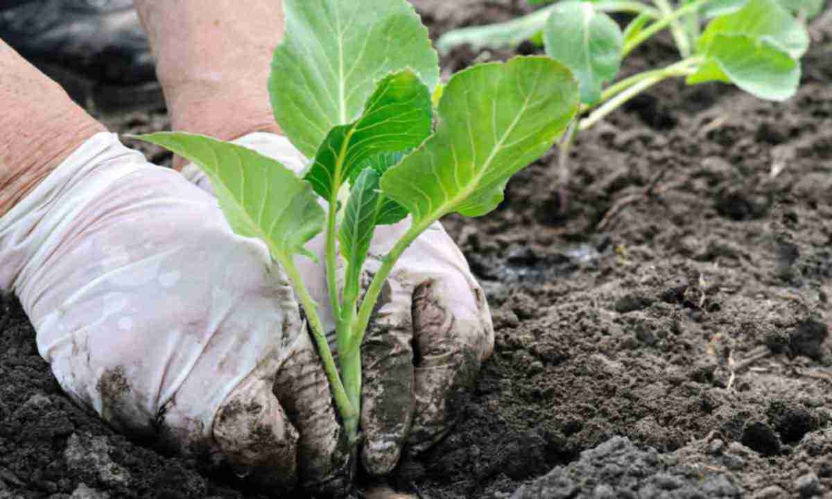 Неподходящие условия выращивания – одна из причин, почему сохнет рассада капусты. Неподходящие условия выращивания – одна из причин, почему сохнет рассада капусты.