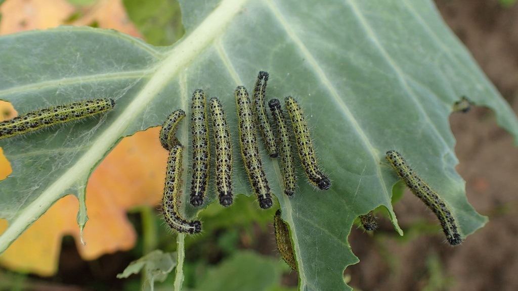 Одной из причин высыхания листьев у рассады капусты могут быть вредители. Одной из причин высыхания листьев у рассады капусты могут быть вредители.