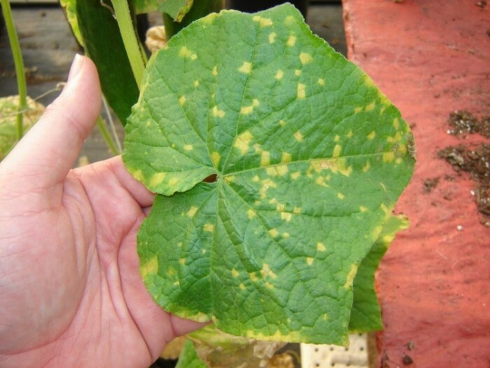 Пожелтевшие листья огурцов