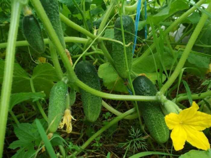 Урожай огурцов