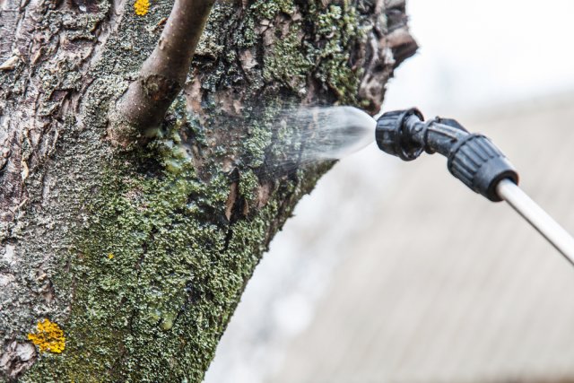 Процесс восстановления старого дерева