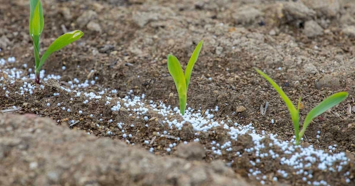 Применение сульфата аммония