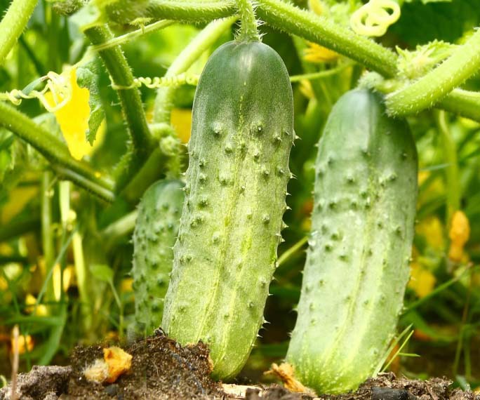 Урожай огурцов в августе Урожай огурцов в августе