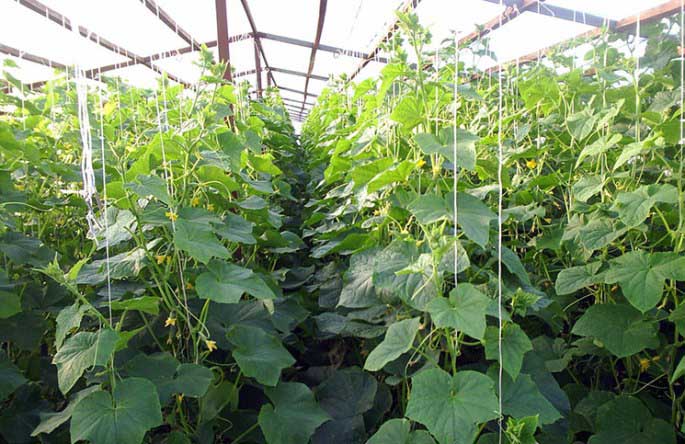 Выращивание огурцов в теплице Выращивание огурцов в теплице