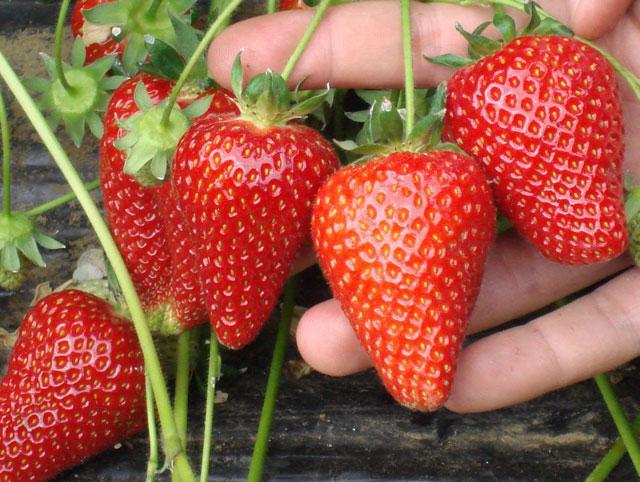 Клубника сорт Альба