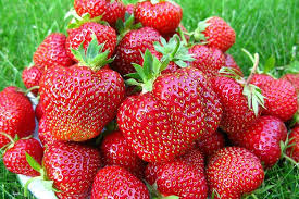 Клубника раннего сорта Хоней